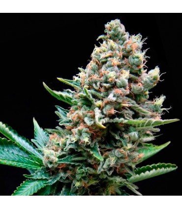 Auto Super OG Kush  1 u. blister x  12 u. fem. Pyramid Seeds