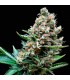 Auto Super OG Kush  5 u. fem Pyramid Seeds