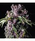Purple  3 u. fem. Pyramid Seeds