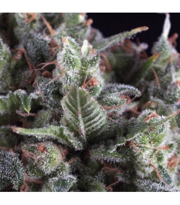 Olympia  1 u. blister x 12 u. fem. Pyramid Seeds
