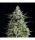 Anesthesia CBD fem. Pyramid Seeds