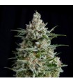 Anesthesia CBD fem. Pyramid Seeds