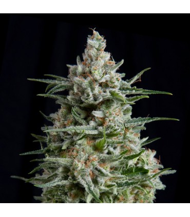Anesthesia CBD  5 u. fem. Pyramid Seeds