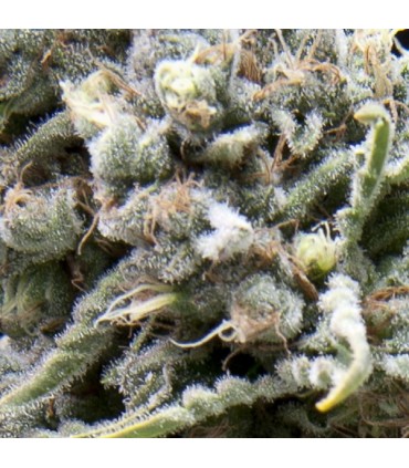 White Widow CBD fem. Pyramid Seeds