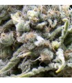 White Widow CBD fem. Pyramid Seeds