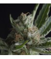 Shark CBD fem. Pyramid Seeds