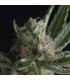 Shark CBD  5 u. fem. Pyramid Seeds