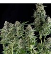 Northern Ligths CBD fem. Pyramid Seeds