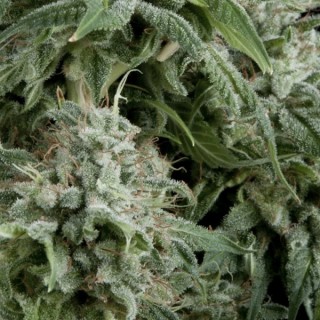 Auto Northern Ligths CBD fem. Pyramid Seeds