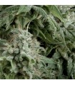 Auto Northern Ligths CBD fem. Pyramid Seeds