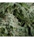 Auto Northern Ligths CBD  5 u. fem. Pyramid Seeds