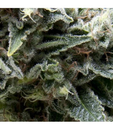 Auto New York City CBD  5 u. fem. Pyramid Seeds