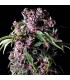Purple  1 u. blister x  12 u. fem. Pyramid Seeds