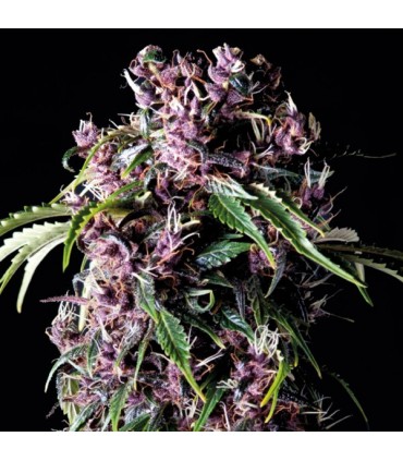 Purple  1 u. blister x  12 u. fem. Pyramid Seeds