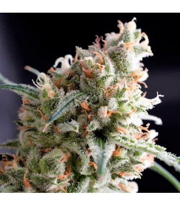 Kukulkan  1 u. Blister x 12 u. fem. Pyramid Seeds