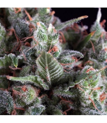 Auto Olympia  5 u. fem. Pyramid Seeds