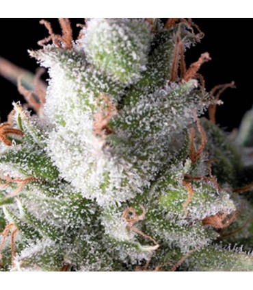 Auto Ramses  5 u. fem. Pyramid Seeds