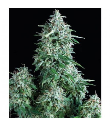 Anubis  1 u. blister x  12 u. fem. Pyramid Seeds