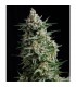 Auto Anesthesia  1 u. blister x   12 u. fem. Pyramid Seeds