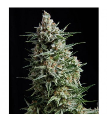 Auto Anesthesia  1 u. blister x   12 u. fem. Pyramid Seeds
