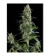 Amnesia Gold  1 u. blister x  12 u. fem. Pyramid Seeds