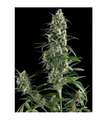 Amnesia Gold  1 u. blister x  12 u. fem. Pyramid Seeds