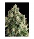 Auto Lennon  1 u. blister x  12 u. fem. Pyramid Seeds
