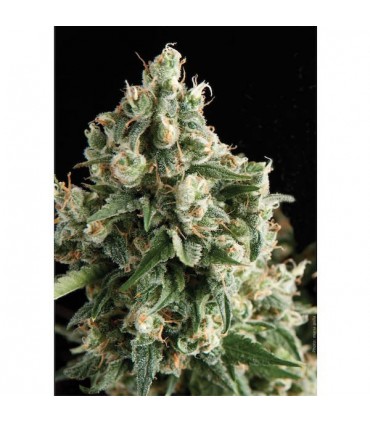 Auto Lennon  1 u. blister x  12 u. fem. Pyramid Seeds