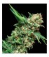 Alpujarreña  1 u. Blister x 12 u. fem. Pyramid Seeds