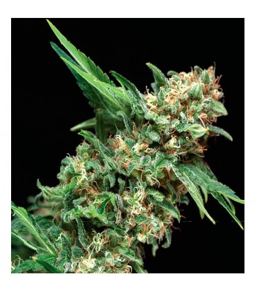Alpujarreña  1 u. Blister x 12 u. fem. Pyramid Seeds