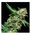 Alpujarreña  1 u. Blister x 12 u. fem. Pyramid Seeds