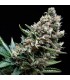 Auto Nefertiti  1 u. blister x 12 u. fem. Pyramid Seeds
