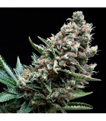 Auto Nefertiti  1 u. blister x 12 u. fem. Pyramid Seeds