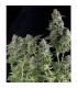 Auto Northern Lights  1 u. blister  x 12 u. fem. Pyramid Seeds