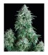 Auto Anubis  1 u. blister x  12 u. fem. Pyramid Seeds