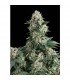 Auto New York City  1 u. blister x  12 u. fem. Pyramid Seeds