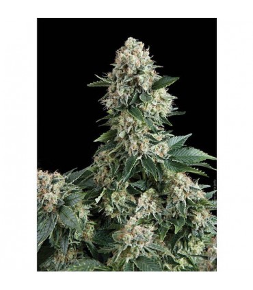 Auto New York City  1 u. blister x  12 u. fem. Pyramid Seeds