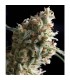 Auto Super Hash 1 u. blister x 12 u. fem. Pyramid Seeds