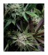 Auto Blue Pyramid 1 u. blister x 12 u. fem. Pyramid Seeds