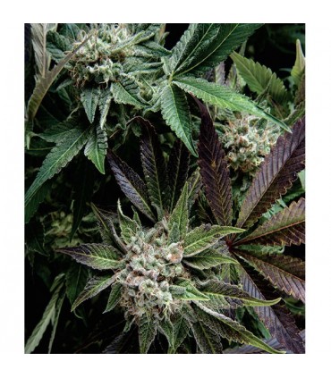 Auto Blue Pyramid  1 u. blister x 12 u. fem. Pyramid Seeds