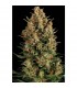 Auto Wembley 1 u. blister x 12 u. fem. Pyramid Seeds
