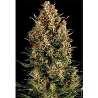 Auto Wembley  1 u. blister x 12 u. fem. Pyramid Seeds