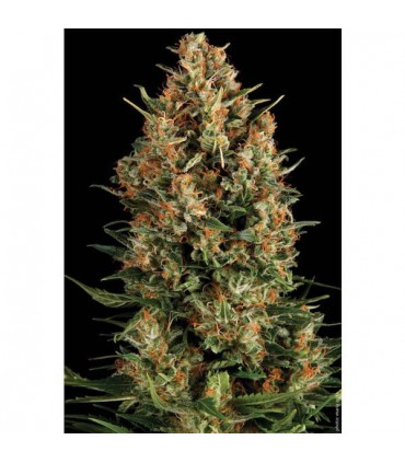Auto Wembley  1 u. blister x 12 u. fem. Pyramid Seeds