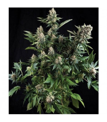 Auto White Widow  1 u. blister x 12 u. fem. Pyramid Seeds