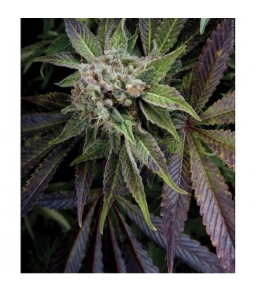 Blue Pyramid  1 u. blister x  12 u. Fem. Pyramid Seeds