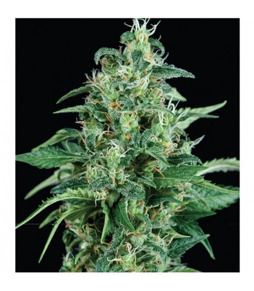 Kryptonite  1 u. blister x  12 u. fem. Pyramid Seeds