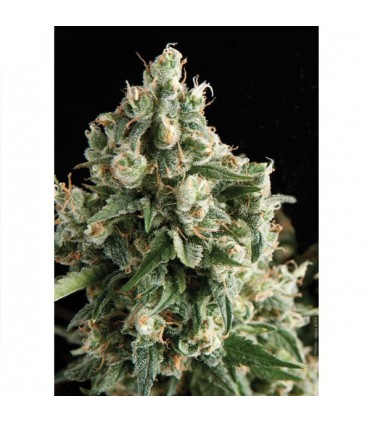 Lennon  1 u. blister x 12 u. fem. Pyramid Seeds