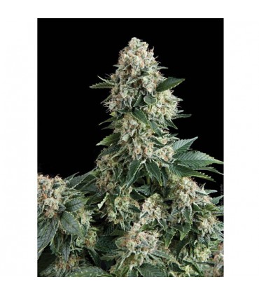 New York City  1 u. blister x 12 u. fem. Pyramid Seeds