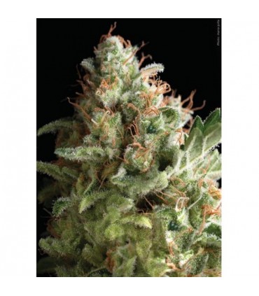 American Pie  1 u. blister x  12 u. fem. Pyramid Seeds
