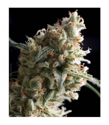 Super Hash  1 u. blister x 12 u. fem. Pyramid Seeds